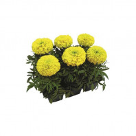 Табак для кальяна Tangiers - SPECIAL EDITION Marigold (Цветы) 100г